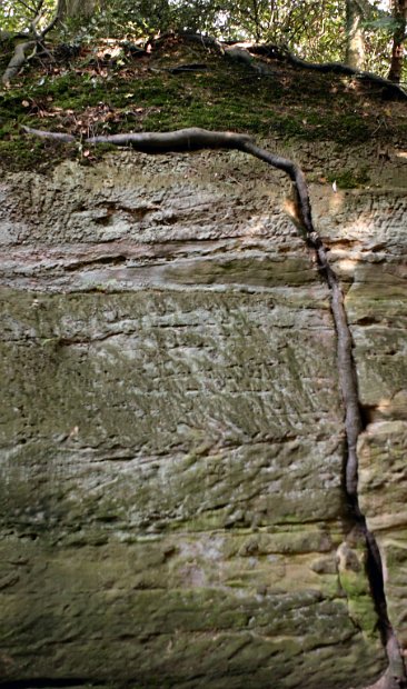 Root at Warwick Castle 2006-06-06@0851-32